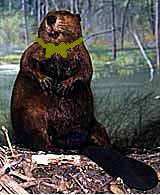 beaver.jpg